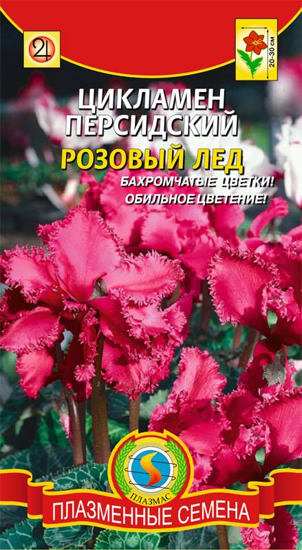 Купить Семена Цикламена Недорого