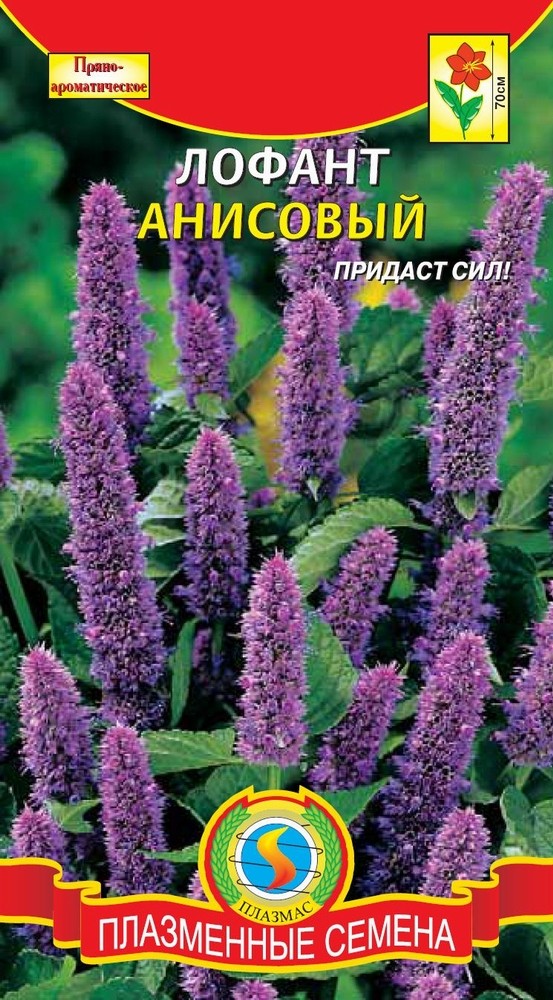 Лофант Тибетский Купить Семена В Москве