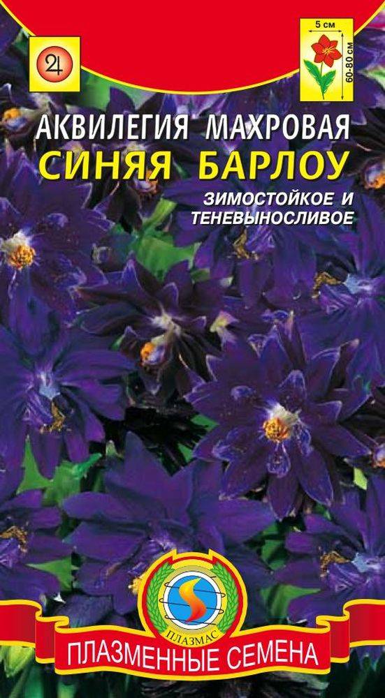 Аквилегия Купить